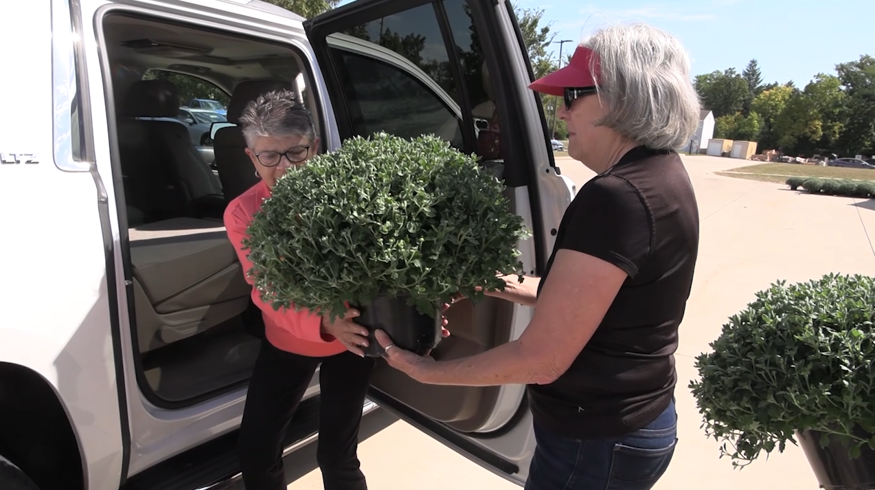 Friends of Lima Symphony Orchestra distribute 500 mums in annual fundraiser